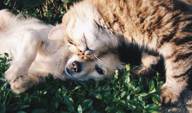 Winter Pet Care: Keeping Pets Warm, Cozy and Healthy in the Cold