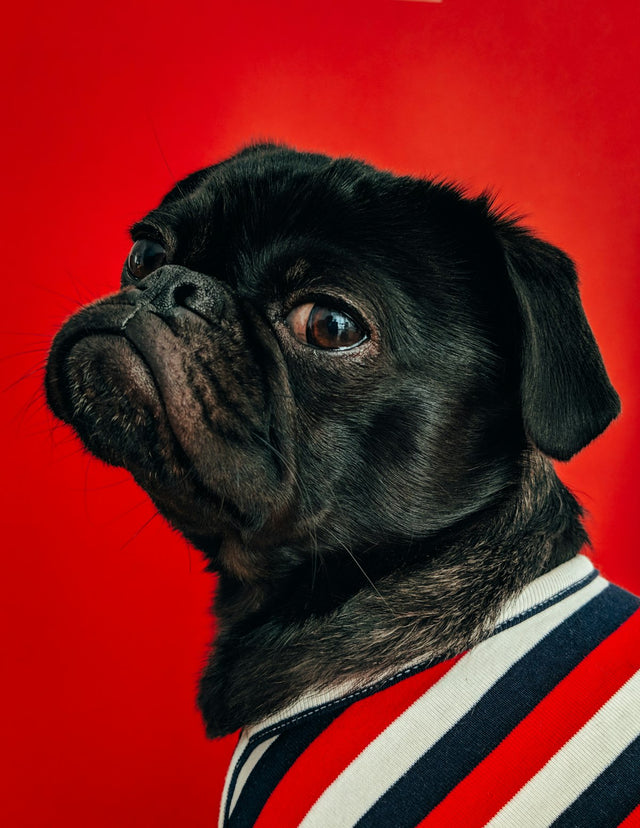 Summer Pet Safety: Keeping Pets Cool, Hydrated, and Happy