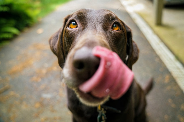 Destructive Chewing and Boredom: Why It Happens and How Enrichment Fixes It