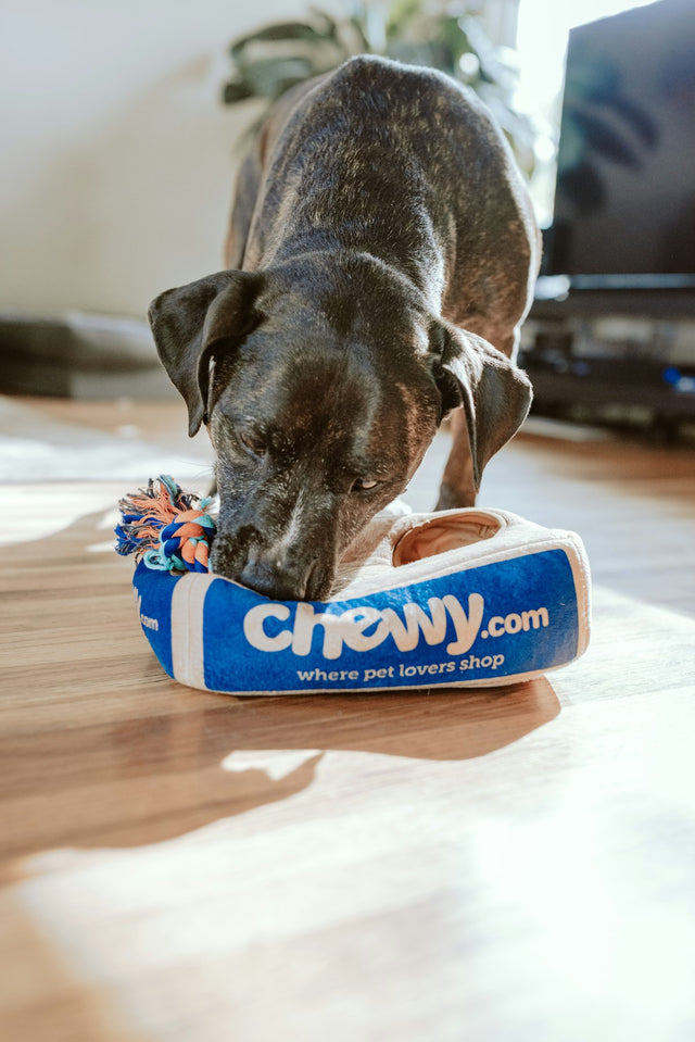 Separation Anxiety: Helping Your Pet Feel Calm When You Leave