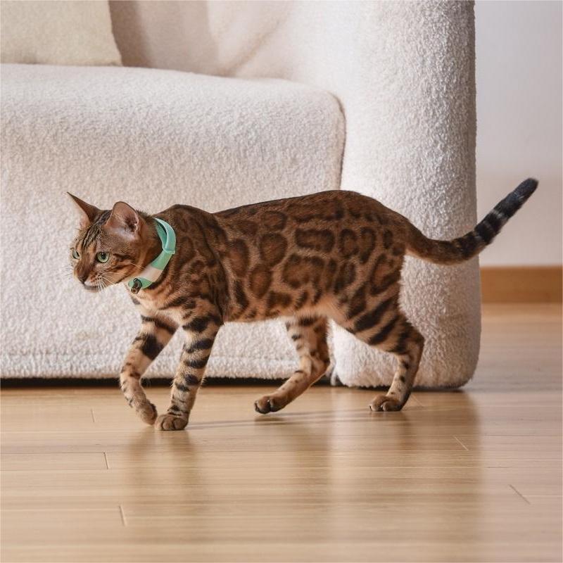 Pet Laser Toy Collar