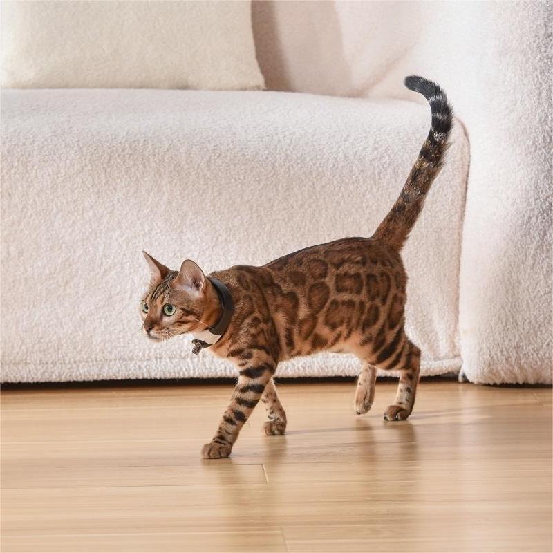 Pet Laser Toy Collar